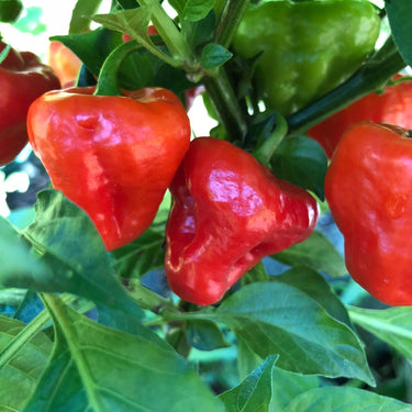 Aji Cachucha - Seeds - The Pepper Pantry (Formerly Marie Sharp's)